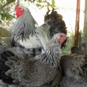 DARK BRAMA ALIRAM. Xoruzun və fərəsin. Yaşı 8 aydan 1 ilə qədər olsun.