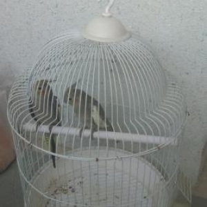 korella  cüt