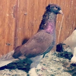 Qizgin-erkey