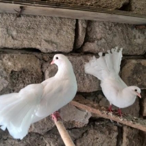 pavlin ğöyərçin