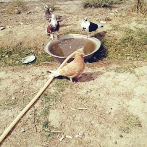 Quş