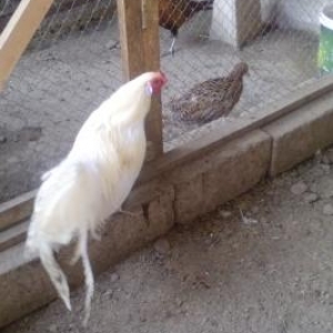 Qrqovul qiymeti
