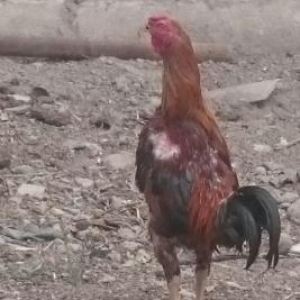 gilanı xoruzu satılır tecili