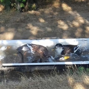 Qazlar satılır