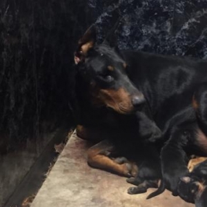 Doberman satilir