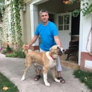 alabay balalari satilir temiz turkmen alabay balalari satilir