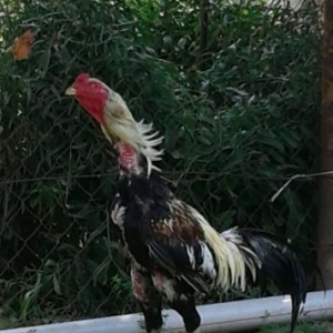 Heyrati xoruz