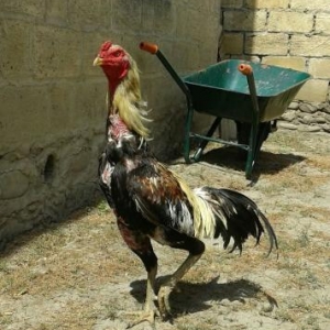 Heyrati xoruz