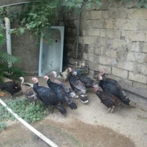 hinduşka