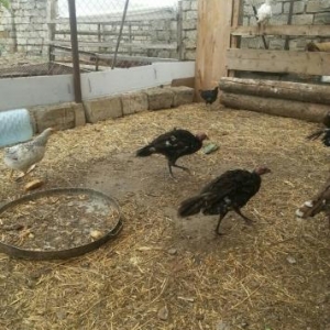 hinduşka