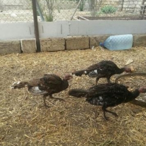 hinduşka