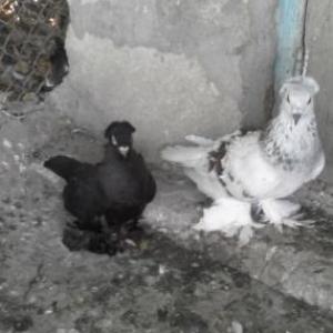 goyercin satilir