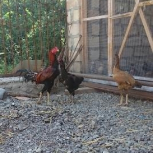 Heyratı yumurtası
