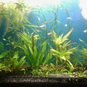 Akvarium Satilir