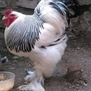 Brama yumurtalari