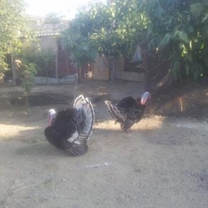 Hinduşka