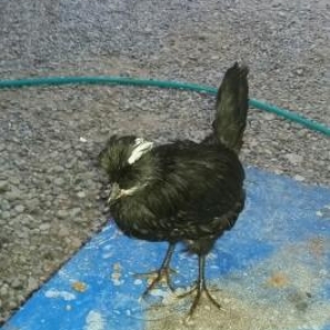 sekilde gorduyunuz cucenin cinsi rahibe cisinendi eger maraqlanm
