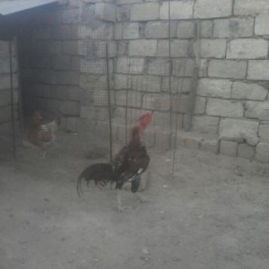 heyrati