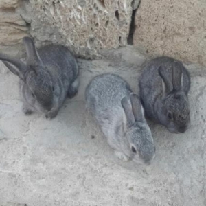 sirin bala dovsanlar var boyuk dovsanlarda bunlar satilib basqalarida