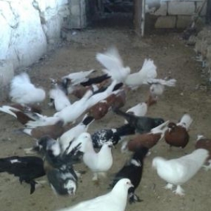quşlar