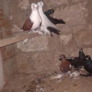 quşlar