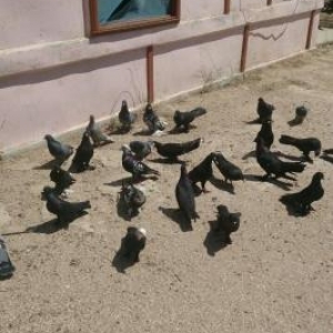 quşlar