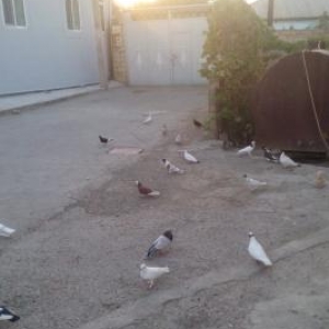 12 saatliq quwdar