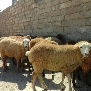 Ismayil Qurbani Qarabag Quzulari