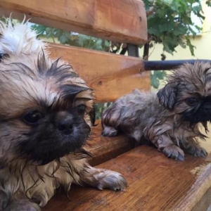 Pekines