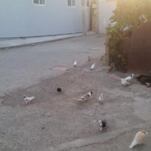 12 saatliq quwdar