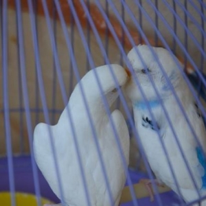Papuqaylar
