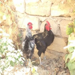 Dağ xoruzları