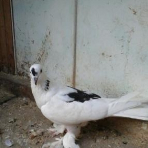 Quşlar