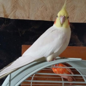 КОРЕЛЛЫ ..