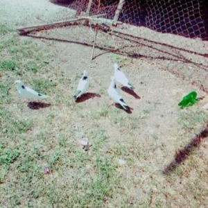 qaraboyunlar