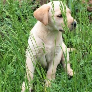 labrador satiram. dishidir 5 ayliqdir shekildekinden boyukdur temiz