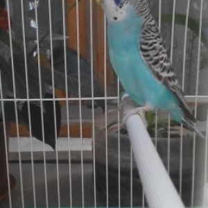 Disi qusdu