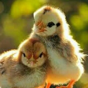 Yerli cuce satisi.
