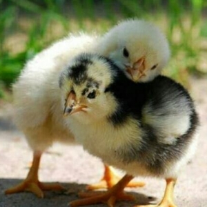 Yerli cuce satisi.