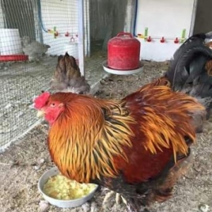 brama gold xoruzu