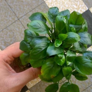 Anubias