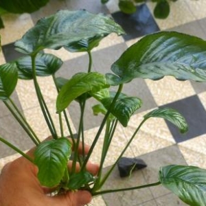 Anubias