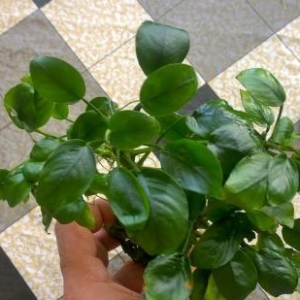 Anubias