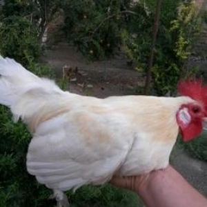 yaponka