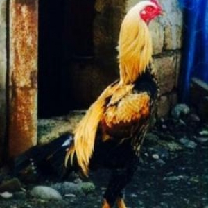 heyrati xoruz