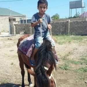 tecili yorqa at satilir  Qala qesebesinde