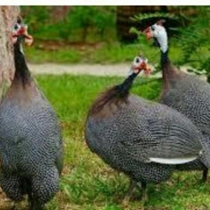 firəng cücəsi