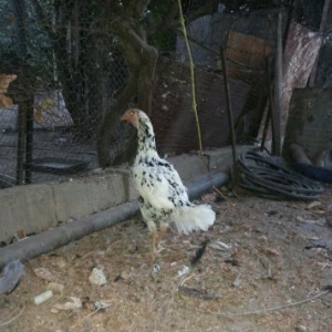 Heyrati fereleri