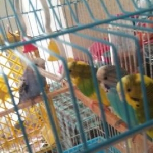 tutuquşu 1-ri