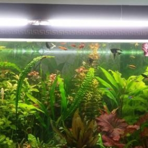 300 litrəlik akvarium satılır.